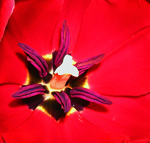 erotisme floral...